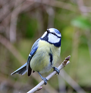 blue and white bird thumbnail