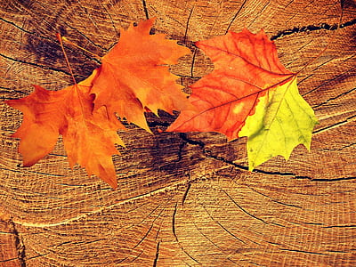 two orange leaves photograph thumbnail