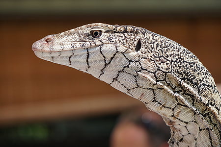 white and gray lizard thumbnail