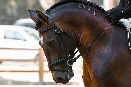 brown horse thumbnail