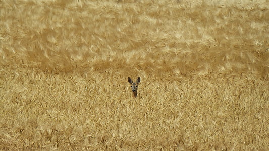 animal on brown grass thumbnail