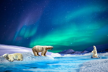 three polar bears on white snow Nothern lights illustration thumbnail