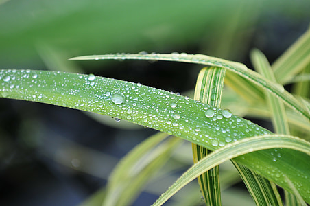 close-up photography of rain drops on green plant thumbnail