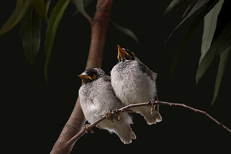low angle photography of two passerine birds perched on stem of tree thumbnail