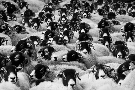 flock of sheep grayscale photo thumbnail