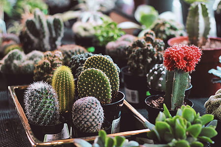 assorted-color cactus plant lot thumbnail