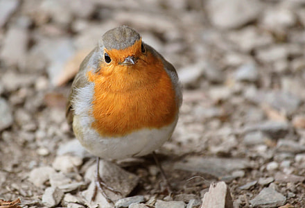 brown and orange bird on brown land selective-focus photo at daytime thumbnail
