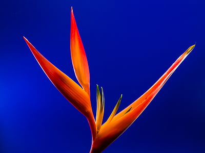 closeup photo of orange birds of paradise flower thumbnail