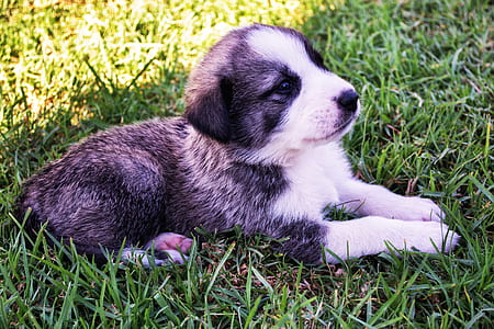 short-coated black and white puppy lying on green grass thumbnail