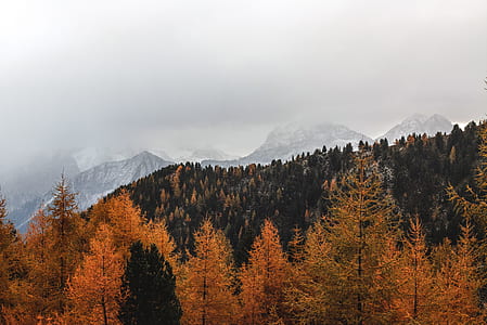 Landscape Photography of Brown Pine Trees thumbnail