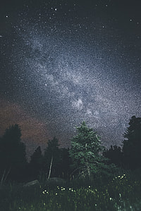 green leafed tree under sky thumbnail