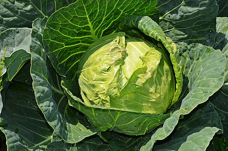 cabbage vegetable thumbnail