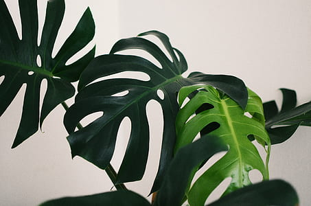 green leafed plants thumbnail