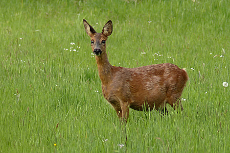 deer standing on grass field thumbnail