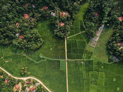 bird's eye view of rice fields thumbnail