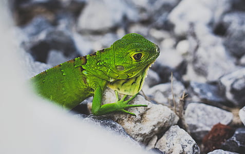 shallow focus photography of green lizard on gray stone thumbnail