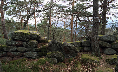 forest photo during daytime thumbnail