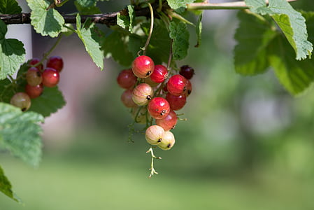 surinam cherries in selective focus photography thumbnail