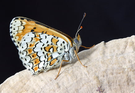 brown and white butterfly on brown surface thumbnail