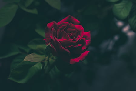 closeup photo of red rose thumbnail