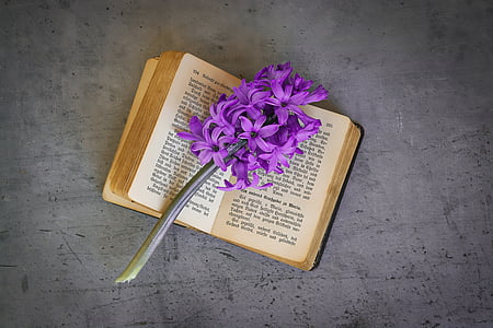 purple hyacinth flowers on open book thumbnail