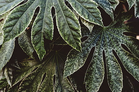 close-up photography of green leafed plants thumbnail
