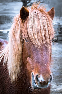 brown donkey closeup photo thumbnail