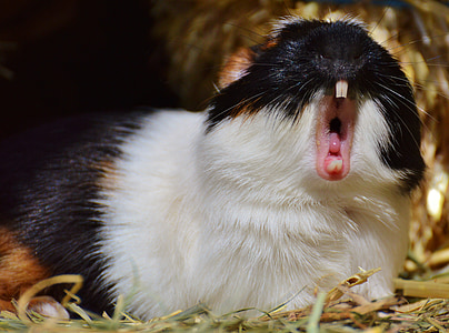 white and black rodent thumbnail