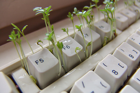 closeup photo of green seedlings on white computer keyboard thumbnail