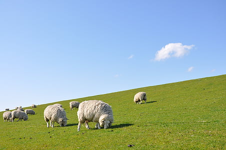 panoramic photography of group of sheep in the field thumbnail