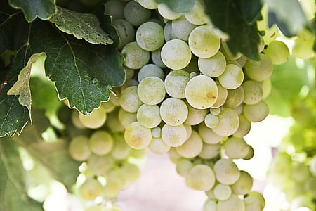 selective focus of green grapes thumbnail