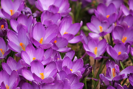 close-up photography of purple crocus flowers thumbnail