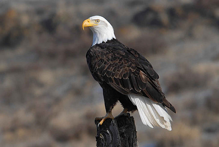 shallow focus photo of bald eagle thumbnail