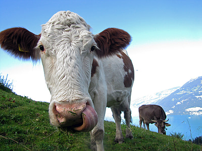 two white and black cattle on grass field thumbnail