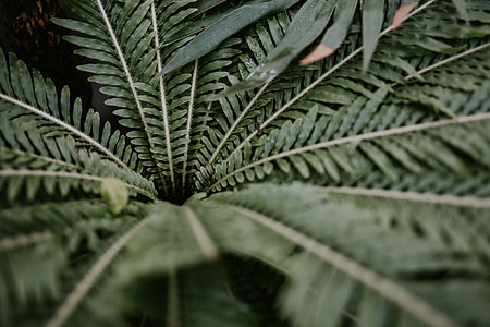 green leaves thumbnail