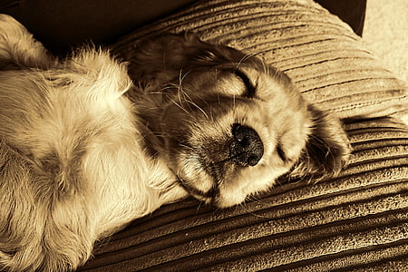 golden retriever puppy thumbnail