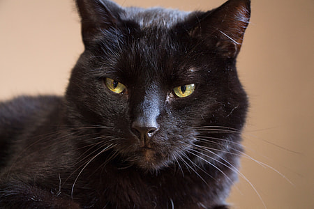 selective focus photography of black cat thumbnail