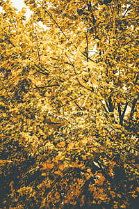 Yellow Leaf Tree Under Clear Sky at Daytime thumbnail