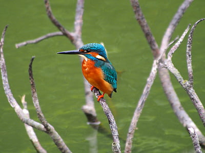 selective photography of hamming bird thumbnail
