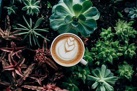 food, nature, coffee, garden thumbnail