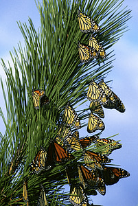 close up photography of group of monarch and tiger swallowtail butterflies thumbnail