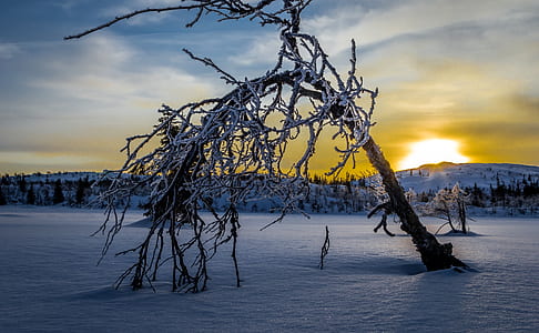 brown bare trees during sunset thumbnail