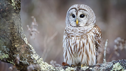 gray and brown owl perching on tree at daytime thumbnail