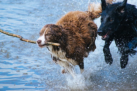 black German shepherd running with brown border collie dog running in body of water thumbnail