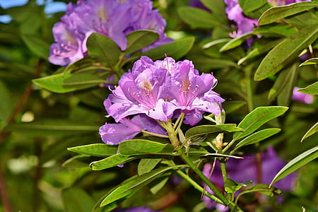 purple flowers thumbnail