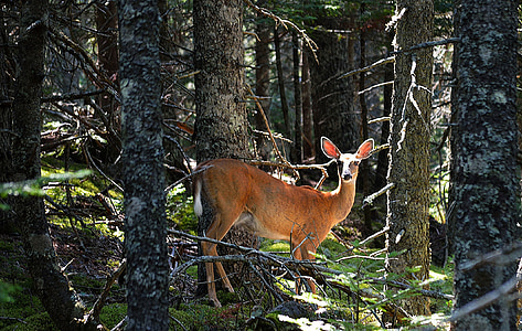 brown doe thumbnail