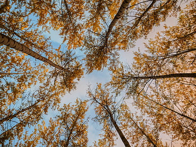 low angle photography of tall trees under cirrus clouds thumbnail