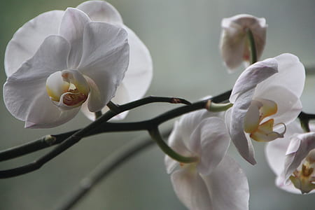 white moth orchid flower close-up photography thumbnail