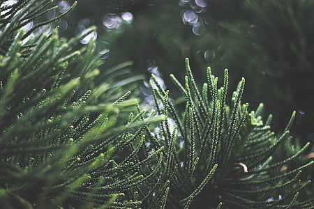 shallow focus photo of green plants thumbnail