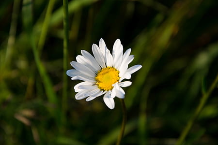 Chamomile Flower thumbnail